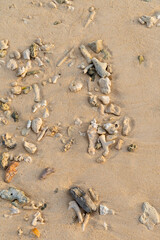 hermit crabon the sand in Maldives island