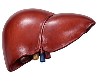 Human liver smooth reddish brown anatomy organ health medical biology depicts vital healthy internal body part isolated on transparency background for science education