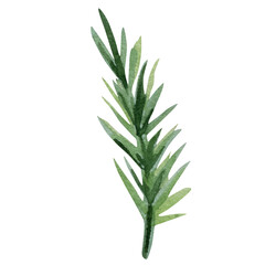 Watercolor spruce pine branch, Winter illustration for holiday design.