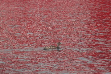 qaqortoq, greenland © Paul James Bannerman