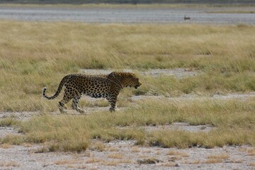 Leopard (panthera pardus) im Etoscha Nationalpark in Namibia