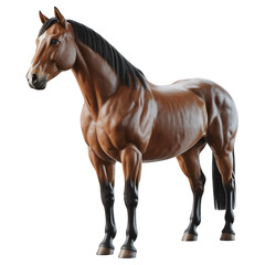 Obraz premium Realistic brown horse illustration side view detailed musculature on transparent background