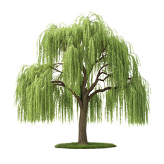 Lush, vibrant, and realistically rendered weeping willow tree with delicate, cascading green foliage and textured bark, stands gracefully on a small patch of, isolated on transparent background.