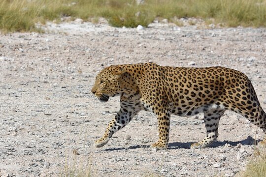 Leopard (panthera pardus) im Etoscha Nationalpark in Namibia