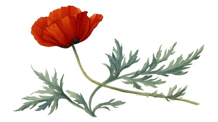 Digitally painted vibrant red poppy bloom with detailed green leaves and stem against a white background