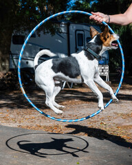 A jack russel dog jumping in a plastic hoop