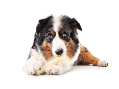 Isolated dog with collagen stick. Senior dog eating chew stick while holding it between paws. Pet dental health and mental enrichment. 10 years old, male, Aussie shepherd. Selective focus.