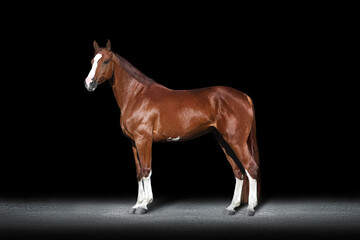 Horse close up exterior