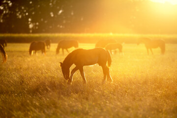 Foal grazing at sunrise