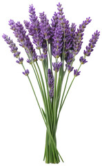 Naklejka premium A vibrant and fragrant bunch of freshly cut lavender sprigs with delicate purple flowers and slender green stems, gracefully arranged in a tight cluster,, isolated on transparent background.