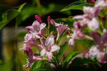Obraz premium Weigela Bristol Ruby red flowers - Latin name - Weigela florida Bristol Ruby