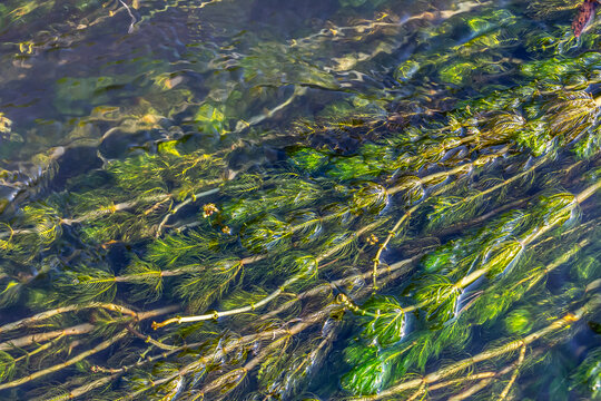 Ceratophyllum demersum aquatic plant in a stream