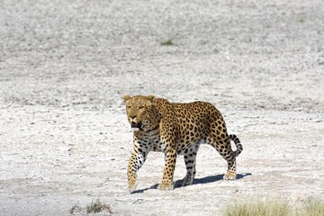 Leopard (panthera pardus) im Etoscha Nationalpark in Namibia