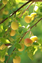 plum tree summer garden