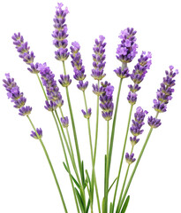 Obraz premium Several vibrant, freshly cut sprigs of fragrant lavender with delicate purple flowers and slender green stems gracefully rise upwards against a transparent, isolated on transparent background.