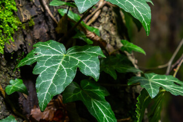 Fresh bright green leaves of ivy Hedera helix on grey-brown tree bark