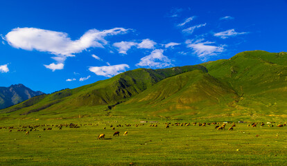 Large flock of sheep grazes in vast green mountain valley in Kyrgyzstan. Clear blue sky with clouds creates serene, tranquil atmosphere outdoors. © lucky pics
