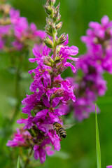 Obraz premium Purple loosestrife Lythrum salicaria inflorescence. Flower spike of plant in the family Lythraceae, associated with wet habitats