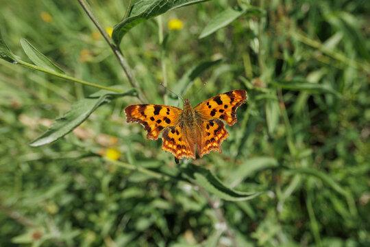 vista macro di una farfalla dal corpo color arancione e a macchie nere, ferma sopra una pianta selvatica, in un campo, di giorno, in estate, in Slovenia