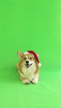 dog in a red hat on a green screen 