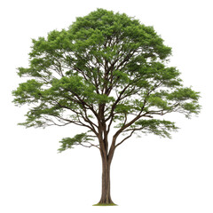 Lush, vibrant green deciduous tree with a thick, textured brown trunk and dense foliage, stands prominently against a stark white background, showcasing its, isolated on transparent background.