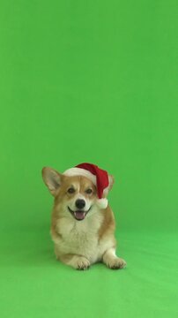 dog in a red hat on a green screen 