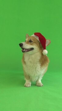dog in a red hat on a green screen 