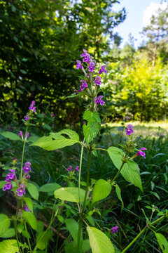 Common Hemp nettle, Galeopsis tetrahit .Bifid hemp-nettle Galeopsis bifida. Plant in the family Lamiaceae with pink flowers, the lowest lobe of which is notched