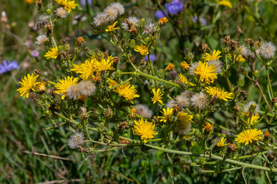 Hieracium laevigatum or smooth hawkweed. Hieracium, known by the common name hawkweed and classically as hierakion. Floral desktop background. Hieracium caespitosum, commonly known as meadow hawkweed