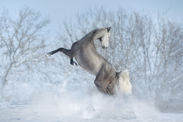 White horse run in snow