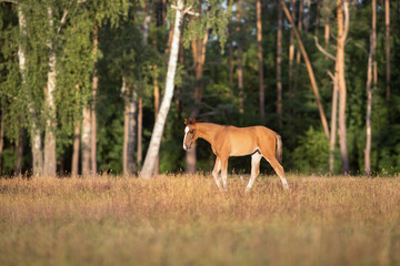 Foal on pasture