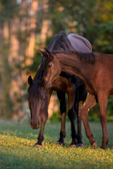 Mare and foal in sunlight