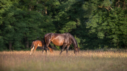 Mare with foal