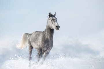 White horse run in snow