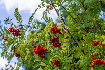 A bunch of red rowan berries on a tree