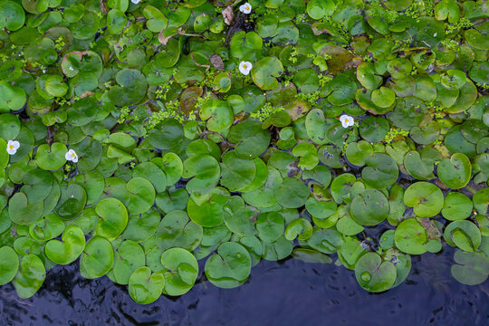 Hydrocharis morsus-ranae, frogbit, is a flowering plant belonging to the genus Hydrocharis in the family Hydrocharitaceae. It is a small floating plant resembling a small water lily