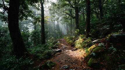 Mysterious Foggy Forest Path in Natural Light
