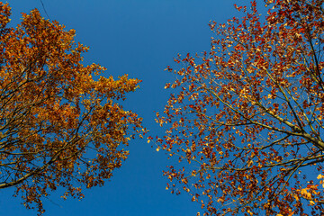 Backgrond of tree in autumn beech forest
