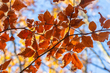 Fototapeta premium Autumn coloured beech leaves on a grey background in a forest. Autumn nature