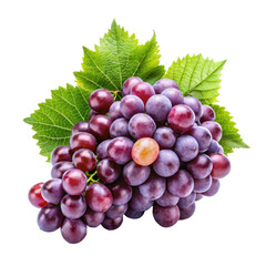 Fototapeta premium A vibrant and luscious bunch of plump, dark red grapes with a single pale yellow grape nestled within, accompanied by several bright green, textured vine leaves,, isolated on transparent background.