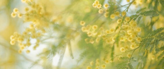 The delicate mimosa flower creates a soft, impressionistic style capturing the warm sunlight, inviting a feeling of warmth, happiness, and springtime beauty.