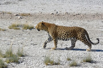 Leopard (panthera pardus) im Etoscha Nationalpark in Namibia