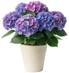 Lush, vibrant, and multi-hued hydrangea blossoms in varying shades of lavender, blue, and purple, arranged in a rounded, matte-finish cream-colored ceramic pot,, isolated on transparent background.