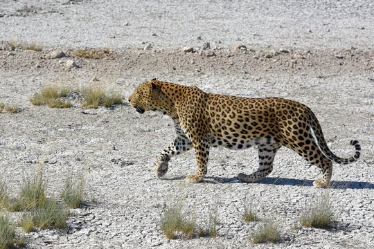 Leopard (panthera pardus) im Etoscha Nationalpark in Namibia