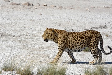 Leopard (panthera pardus) im Etoscha Nationalpark in Namibia