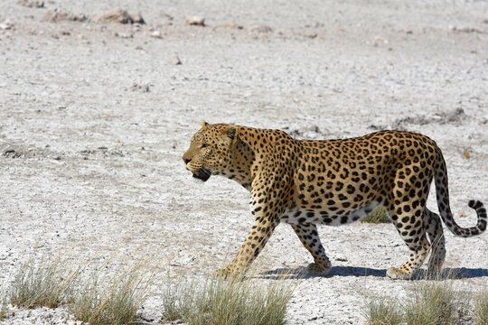 Leopard (panthera pardus) im Etoscha Nationalpark in Namibia
