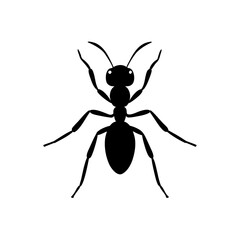 black spider isolated on white