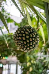 ビヨウタコノキ