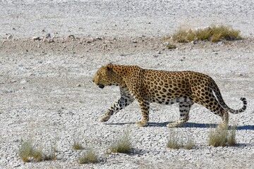 Leopard (panthera pardus) im Etoscha Nationalpark in Namibia