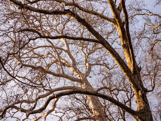 Obraz premium Intertwined branches of plane trees lit by warm sunlight against the sky. Organic patterns, natural geometry, winter park scene, abstract nature background for design and environmental concepts.
